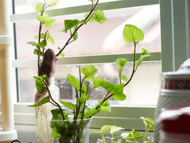 image of Beauregard potato in a jar of water