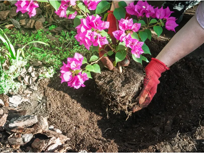 Best Time to Plant Bougainvilleas