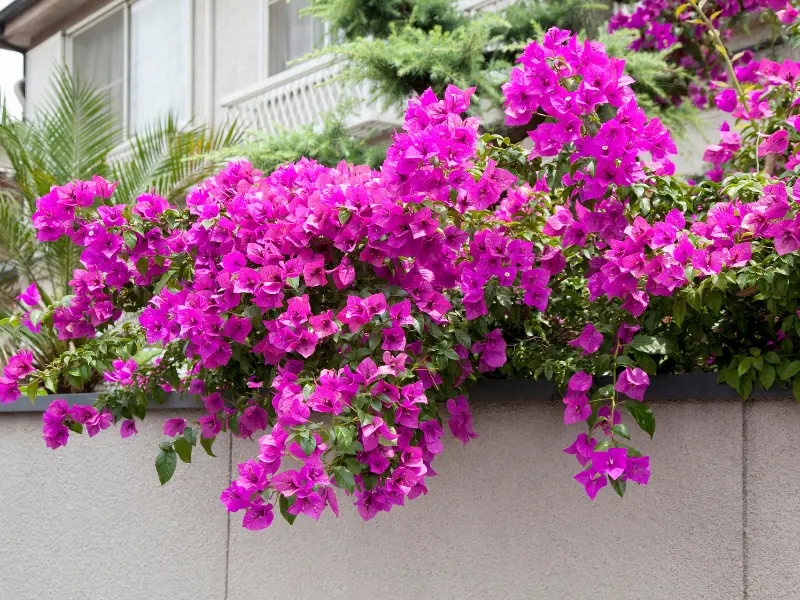 Bougainvillea plants