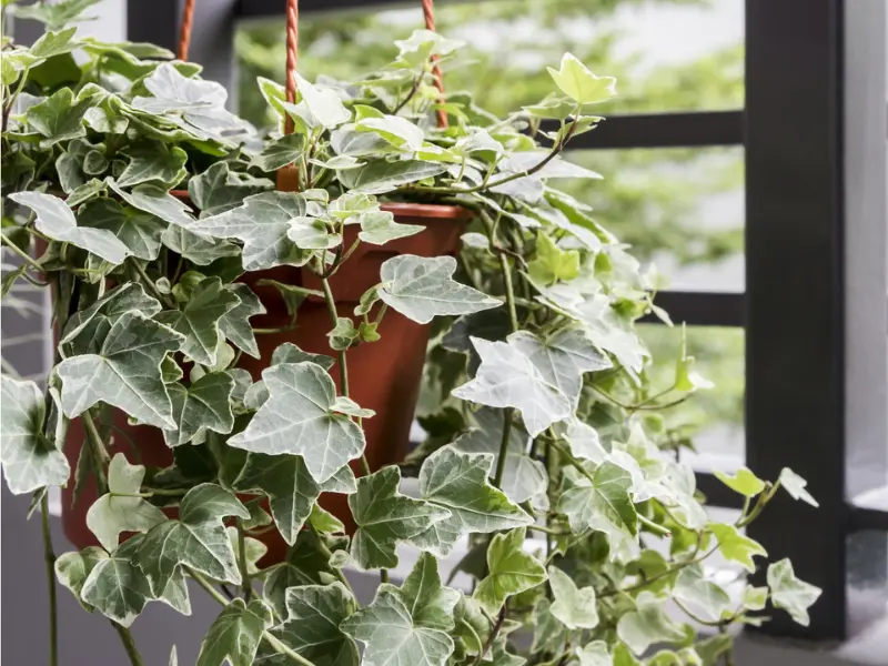 Variegated indoor ivy plant receiving bright indirect light to maintain healthy leaf patterns.