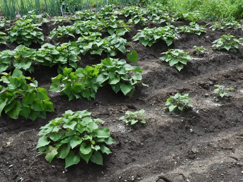 Vibrant green sweet potato plants growing in straight, hilled rows in a sunny backyard garden during the day.