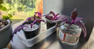How to Propagate Purple Passion Plants (Gynura aurantiaca)