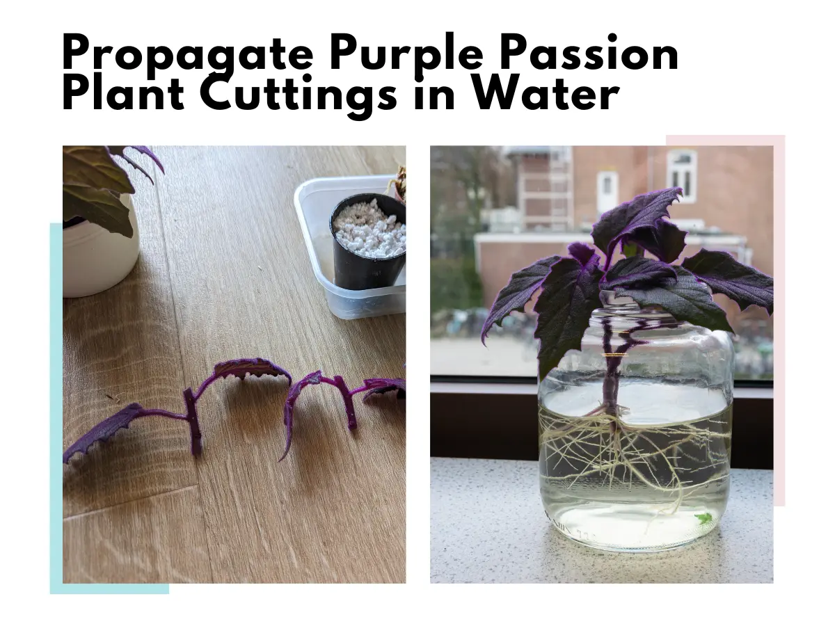 Propagate Purple Passion Plant Cuttings in water (2)