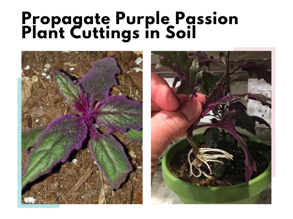 Propagate Purple Passion Plant Cuttings in soil
