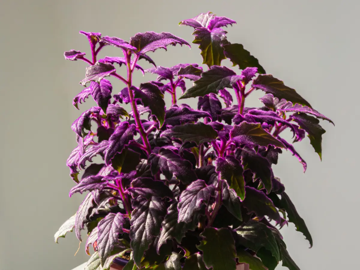 Purple Gynura aurantiaca (Purple Passion Velvet)