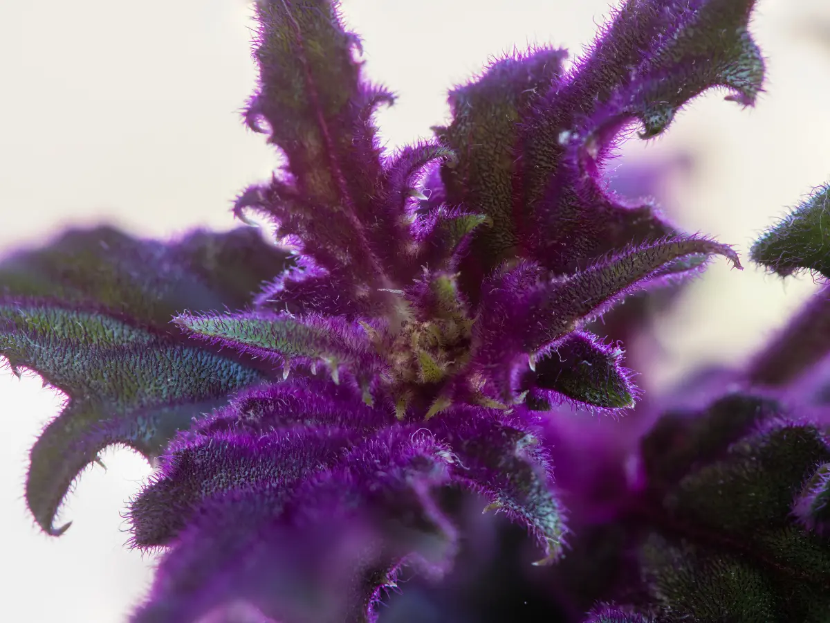image of Up close with the "velvet" that gives this plant its name. This soft, glowing texture is exactly what makes these plants so irresistible.