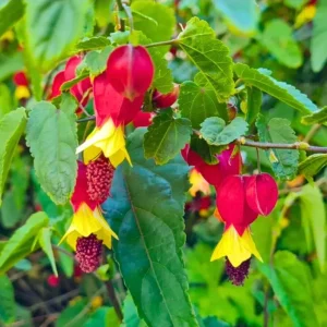 Abutilon Chinese Lantern Live Plant – Flowering Maple Starter, 3.25in Pot - Image 3
