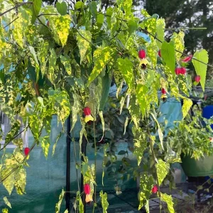 Abutilon Chinese Lantern Live Plant – Flowering Maple Starter, 3.25in Pot - Image 4
