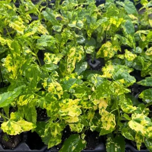 Abutilon Chinese Lantern Live Plant – Flowering Maple Starter, 3.25in Pot - Image 5