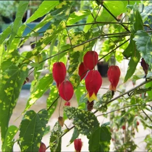 Abutilon Chinese Lantern Live Plant – Flowering Maple Starter, 3.25in Pot - Image 6