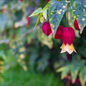 Abutilon Chinese Lantern Live Plant – Flowering Maple Starter, 3.25in Pot - Image 7