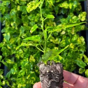 Abutilon Chinese Lantern Live Plant – Flowering Maple Starter, 3.25in Pot - Image 8