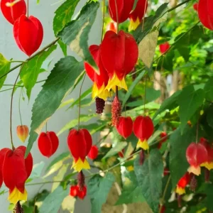 Abutilon Chinese Lantern Live Starter Plants – Flowering Maple – Set of 2 – 3.25in Pot - Image 2