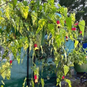 Abutilon Chinese Lantern Live Starter Plants – Flowering Maple – Set of 2 – 3.25in Pot - Image 4