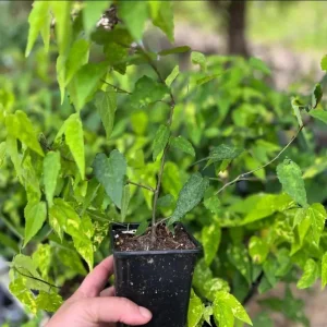 Abutilon Chinese Lantern Live Starter Plants – Flowering Maple – Set of 2 – 3.25in Pot - Image 9