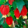 Abutilon Chinese Lantern Live Starter Plants – Flowering Maple – Set of 2 – 3.25in Pot - Image 1