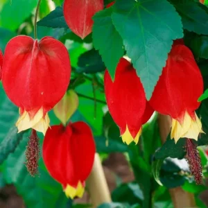 Abutilon Chinese Lantern Live Starter Plants – Flowering Maple – Set of 2 – 3.25in Pot - Image 1