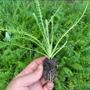 Achillea Yarrow Flowerburst Fruit Bowl Live Starter Plant - 1-3