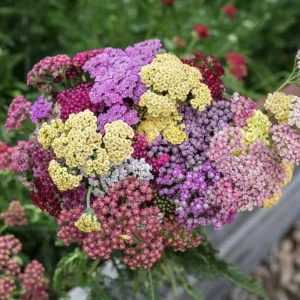 Achillea Yarrow Flowerburst Fruit Bowl Live Starter Plant - 1-3
