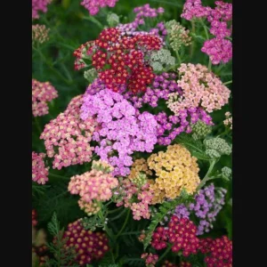 Achillea Yarrow Flowerburst Fruit Bowl Live Starter Plants, 2 Plugs, 1-3