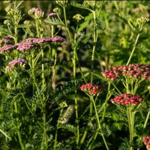 Achillea Yarrow Flowerburst Fruit Bowl Live Starter Plant - 1-3