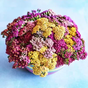 Achillea Yarrow Flowerburst Fruit Bowl Live Starter Plants, 2 Plugs, 1-3