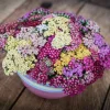 Achillea Yarrow Flowerburst Fruit Bowl Live Starter Plant - 1-3" Tall - Image 1