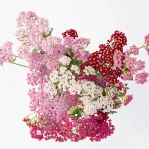 Achillea Yarrow Flowerburst Fruit Bowl Live Starter Plants, 2 Plugs, 1-3