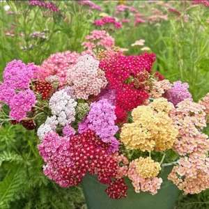 Achillea Yarrow Flowerburst Fruit Bowl Live Starter Plant - 1-3