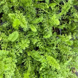Achillea Yarrow Flowerburst Fruit Bowl Live Starter Plant - 1-3