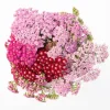 Achillea Yarrow Flowerburst Fruit Bowl Live Starter Plants, 2 Plugs, 1-3" Tall - Image 1