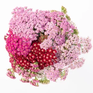Achillea Yarrow Flowerburst Fruit Bowl Live Starter Plants, 2 Plugs, 1-3