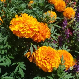 African Marigold Orange Live Starter Plants - Pack of 3, 3-5 Inch Tall, Outdoor Flowers - Image 10