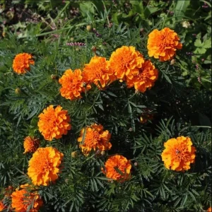 African Marigold Orange Live Starter Plants - Pack of 3, 3-5 Inch Tall, Outdoor Flowers - Image 4