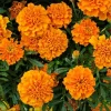 African Marigold Orange Live Starter Plants - Pack of 3, 3-5 Inch Tall, Outdoor Flowers - Image 1