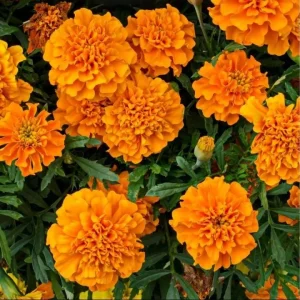 African Marigold Orange Live Starter Plants - Pack of 3, 3-5 Inch Tall, Outdoor Flowers - Image 1