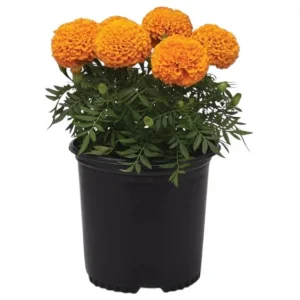 African Marigold Orange Live Starter Plants - Pack of 3, 3-5 Inch Tall, Outdoor Flowers - Image 9