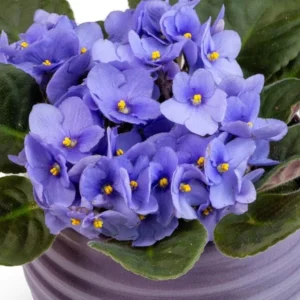 African Violet Live Plant – Blue Blooming, 3-5 Inch Tall, 4 Inch Pot - Image 2