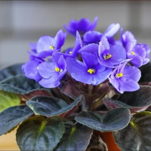African Violet Live Plant – Blue Blooming, 3-5 Inch Tall, 4 Inch Pot - Image 4