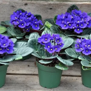 African Violet Live Plant – Blue Blooming, 3-5 Inch Tall, 4 Inch Pot - Image 6