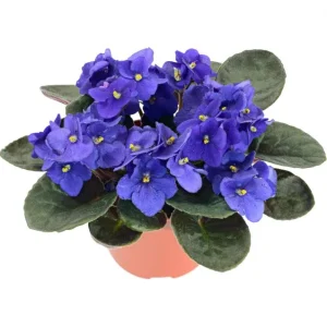 African Violet Live Plant – Blue Blooming Houseplant, 3-5 Inch Tall, 4 Inch Pot - Image 2