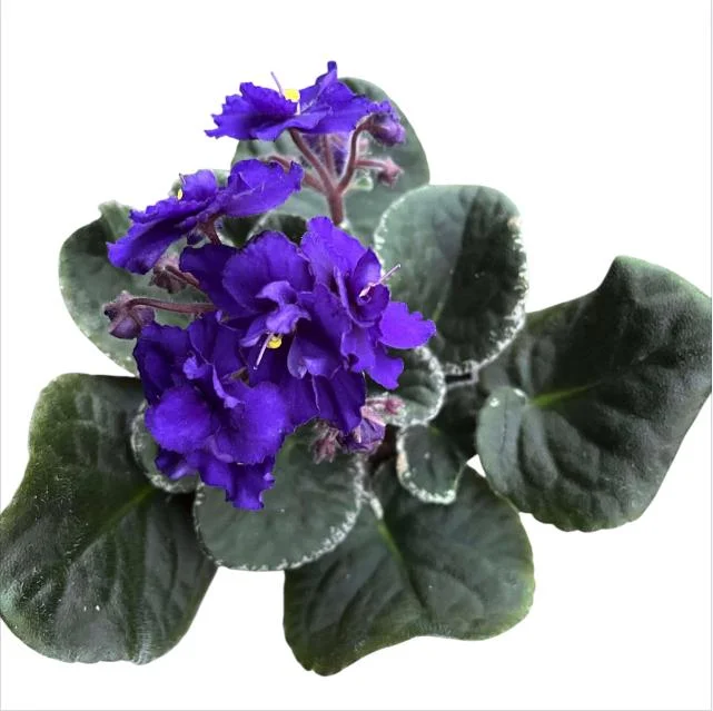 African Violet Live Plant – Blue Blooming Houseplant, 3-5 Inch Tall, 4 Inch Pot - Image 3
