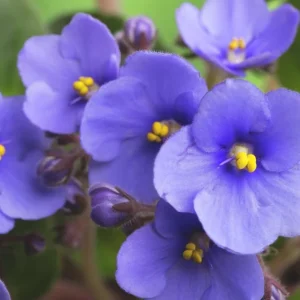 African Violet Live Plant – Blue Blooming Houseplant, 3-5 Inch Tall, 4 Inch Pot - Image 4