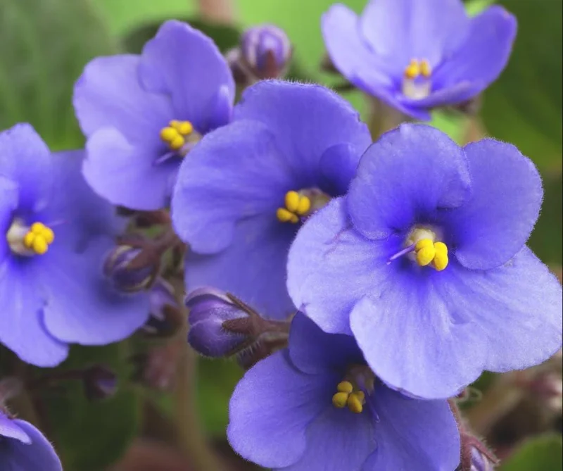 African Violet Live Plant – Blue Blooming Houseplant, 3-5 Inch Tall, 4 Inch Pot - Image 4