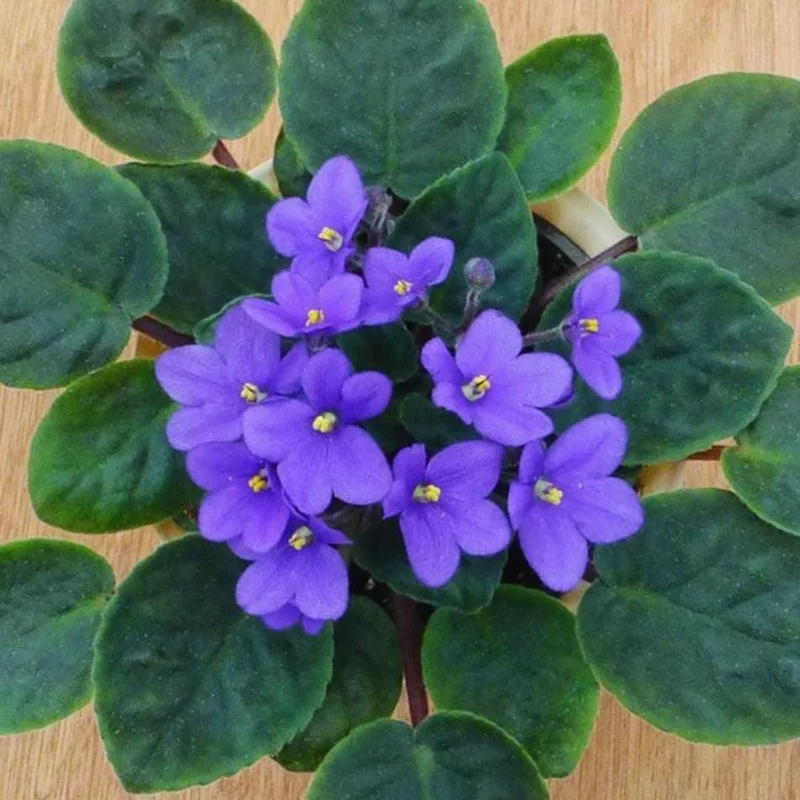 African Violet Live Plant – Blue Blooming Houseplant, 3-5 Inch Tall, 4 Inch Pot - Image 5