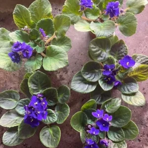 African Violet Live Plant – Blue Blooming Houseplant, 3-5 Inch Tall, 4 Inch Pot - Image 6