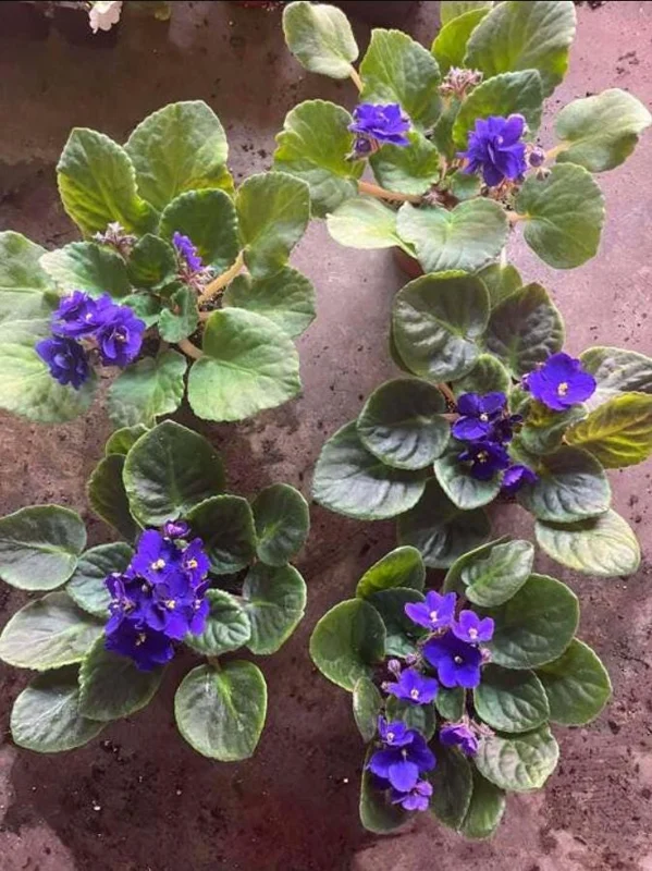 African Violet Live Plant – Blue Blooming Houseplant, 3-5 Inch Tall, 4 Inch Pot - Image 6
