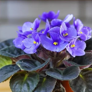 African Violet Live Plant – Blue Blooming Houseplant, 3-5 Inch Tall, 4 Inch Pot - Image 1