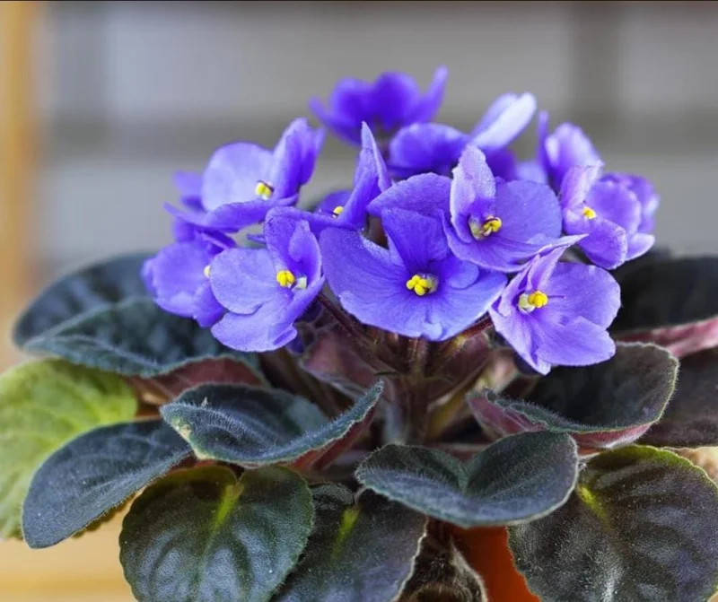 African Violet Live Plant – Blue Blooming Houseplant, 3-5 Inch Tall, 4 Inch Pot - Image 1