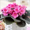 African Violet Live Plant - Pink Blooming, Indoor/Outdoor Houseplant, 3-5 Inch Tall, 4 Inch Pot - Image 1